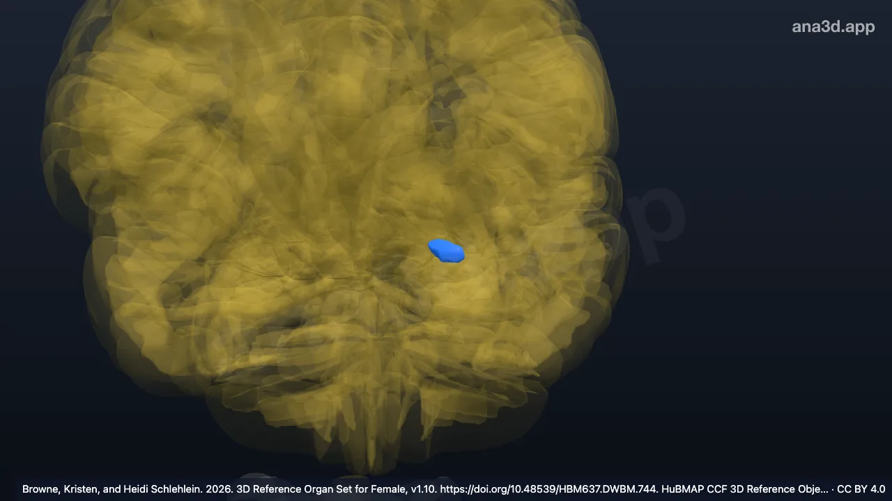 Model 3D: Area amigdaloid anterior kiri