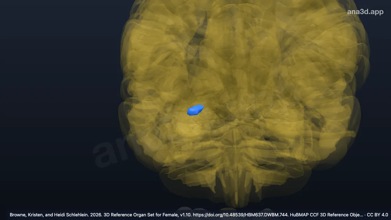 Modèle 3D : Aire amygdalienne antérieure droite