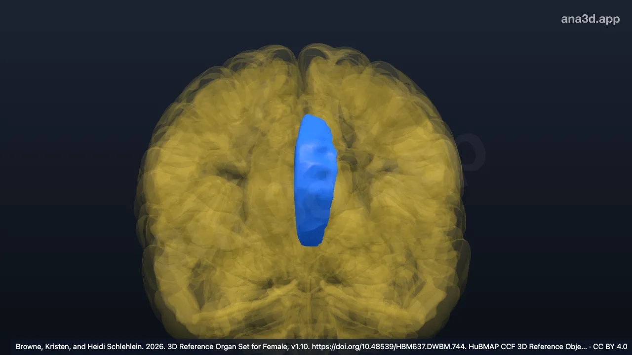 Modèle 3D : Gyrus cingulaire antérieur gauche