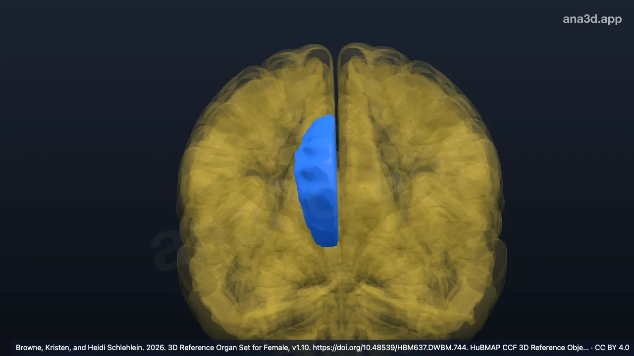 Modelo 3D: Giro do cíngulo anterior direito