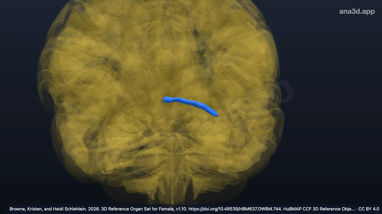 Modelo 3D: Comisura anterior izquierda