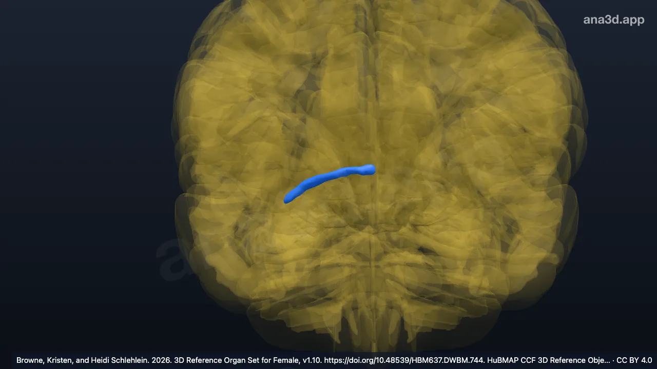 Modelo 3D: Comissura anterior direita