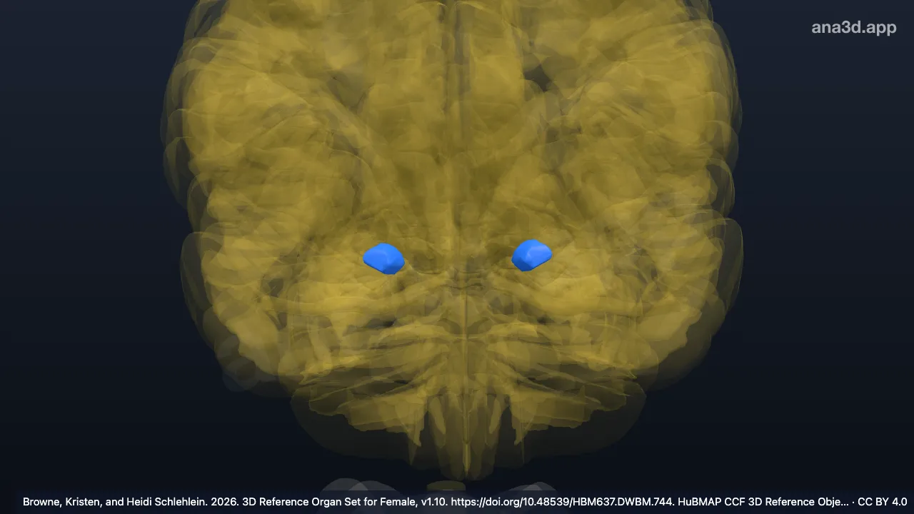 Modèle 3D : Noyau cortical antérieur