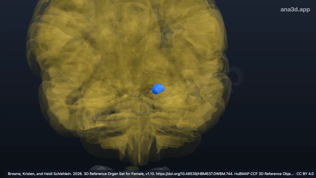 3D model: left anterior cortical nucleus