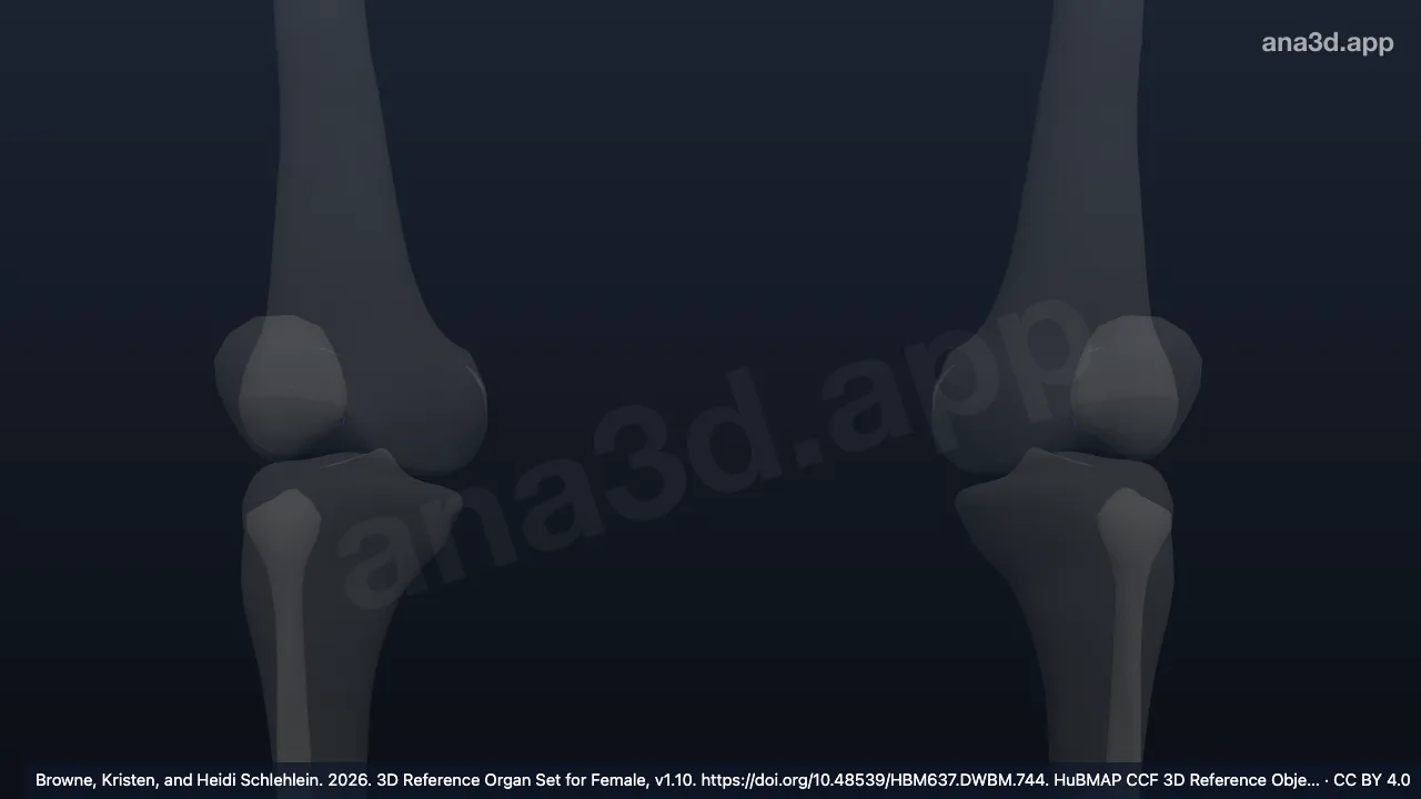 Model 3D: Entesis ligamen krusiatum anterior