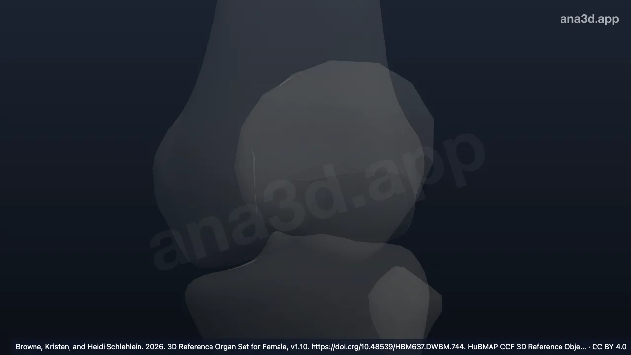 3D model: left anterior cruciate enthesis