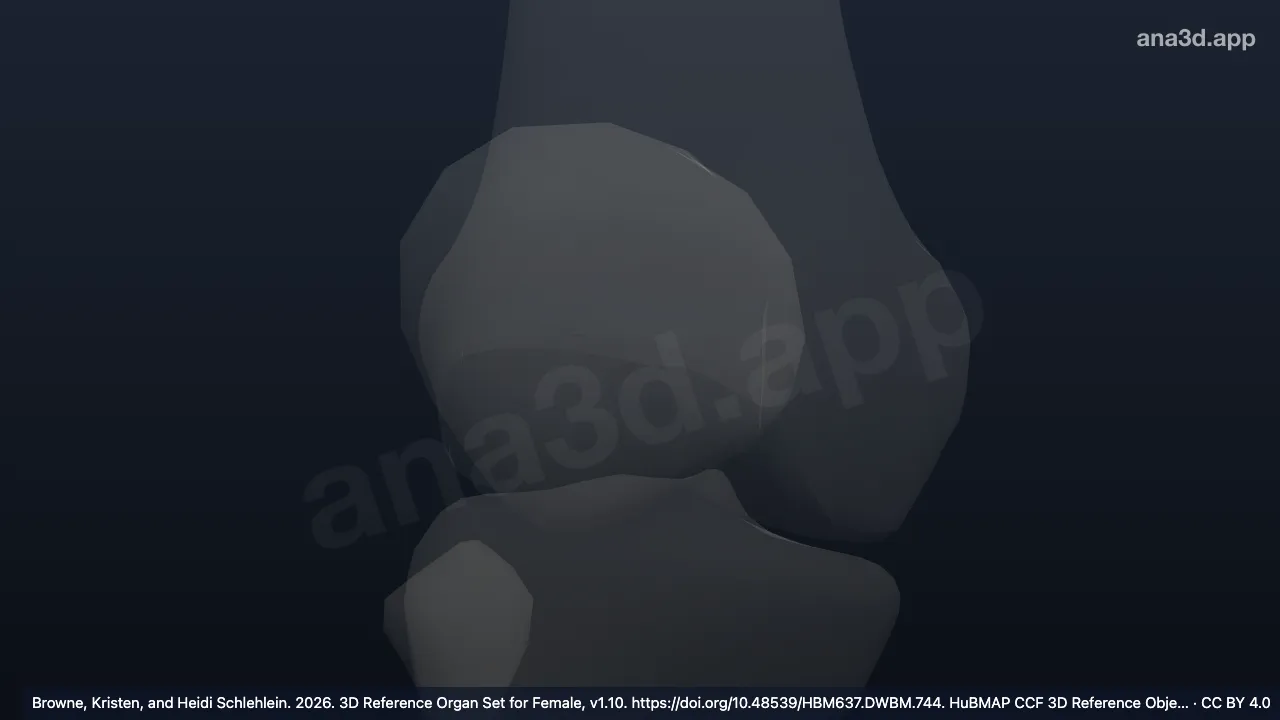 3D 모델: 오른쪽 앞십자인대 부착부