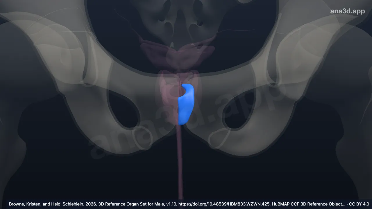 Modèle 3D : Stroma fibromusculaire antérieur gauche de la prostate