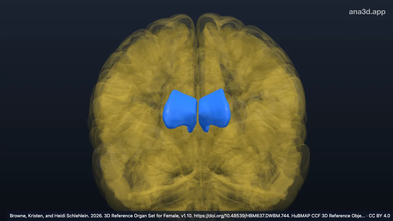 Modèle 3D : Corne antérieure du ventricule latéral