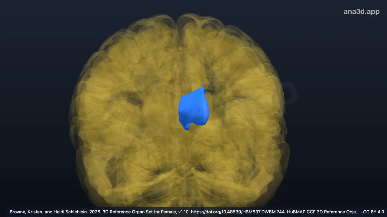 Modelo 3D: Corno anterior do ventrículo lateral esquerdo