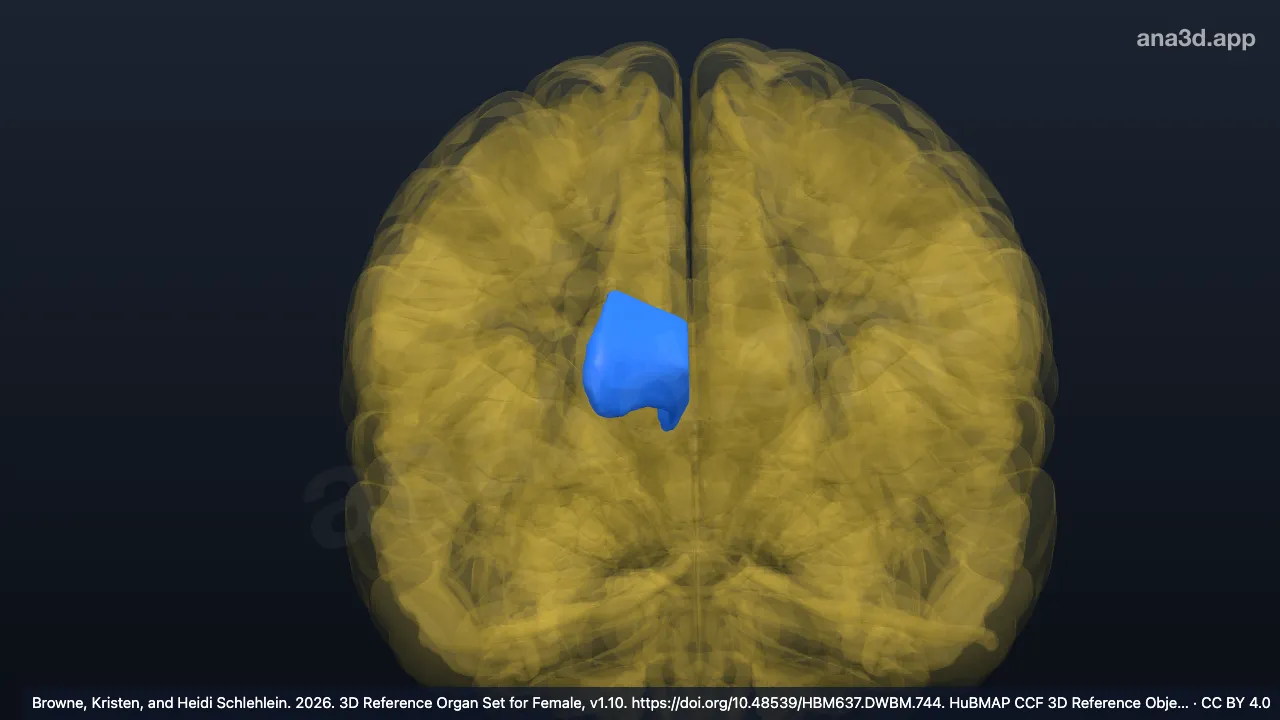 Modelo 3D: Corno anterior do ventrículo lateral direito