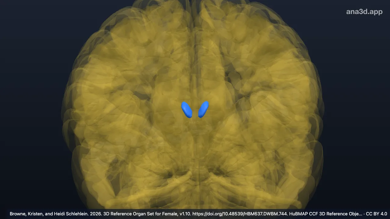 Modèle 3D : Complexe nucléaire antérieur du thalamus