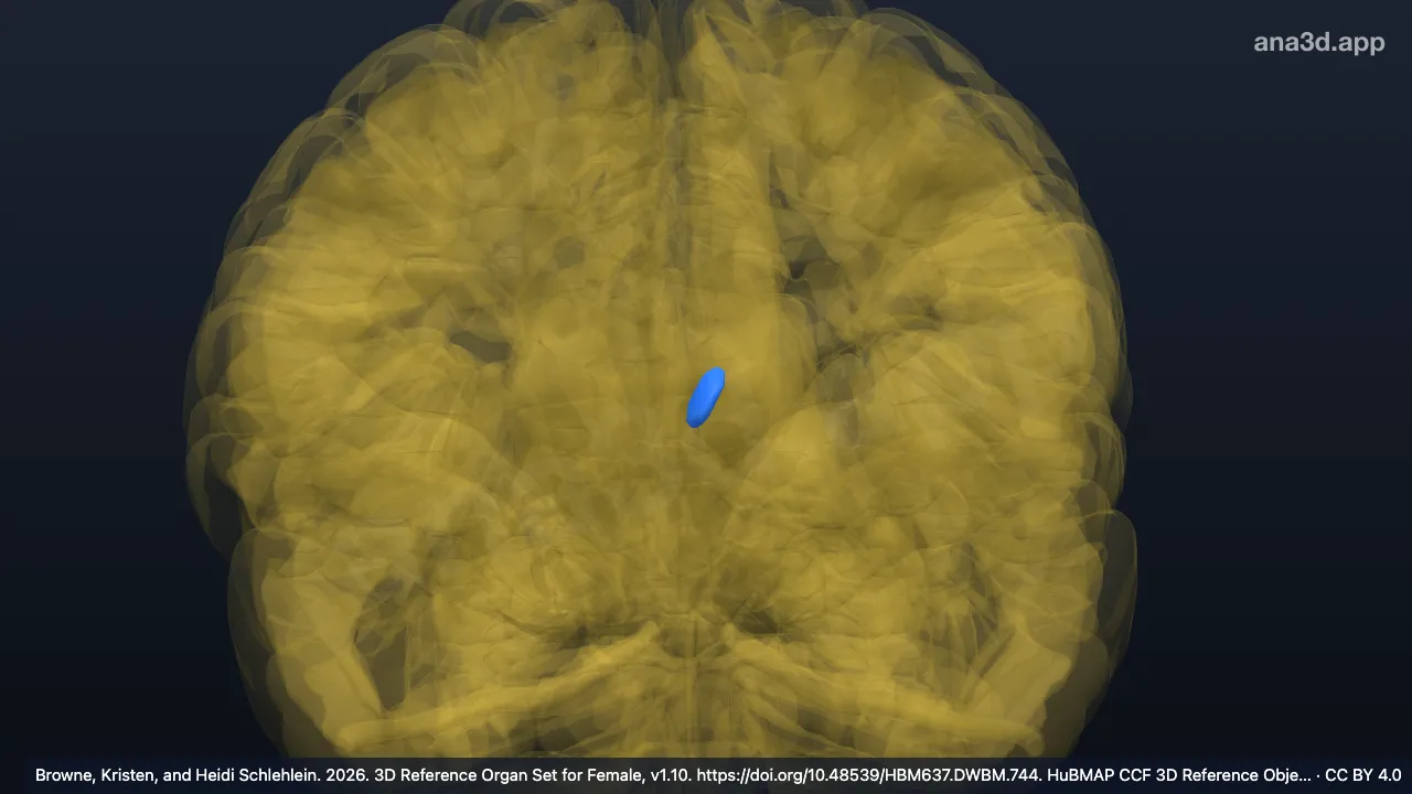 Modelo 3D: Complejo nuclear anterior del tálamo izquierdo