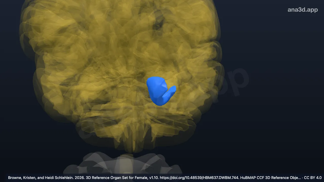 Modelo 3D: Giro para-hipocampal anterior esquerdo