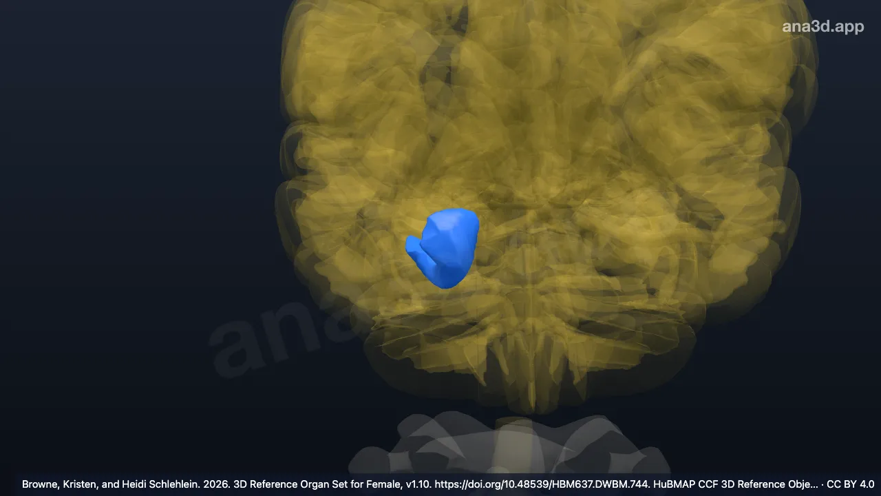 Modelo 3D: Giro para-hipocampal anterior direito