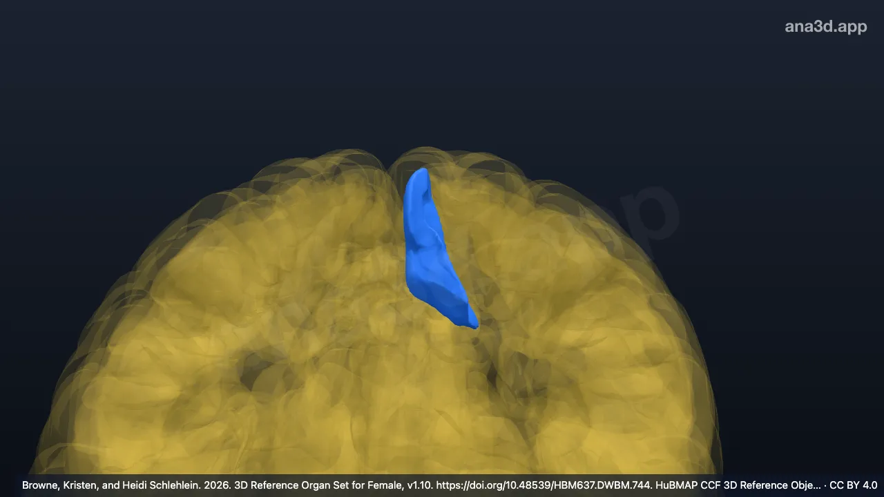 3D 模型：左中央旁小叶前段