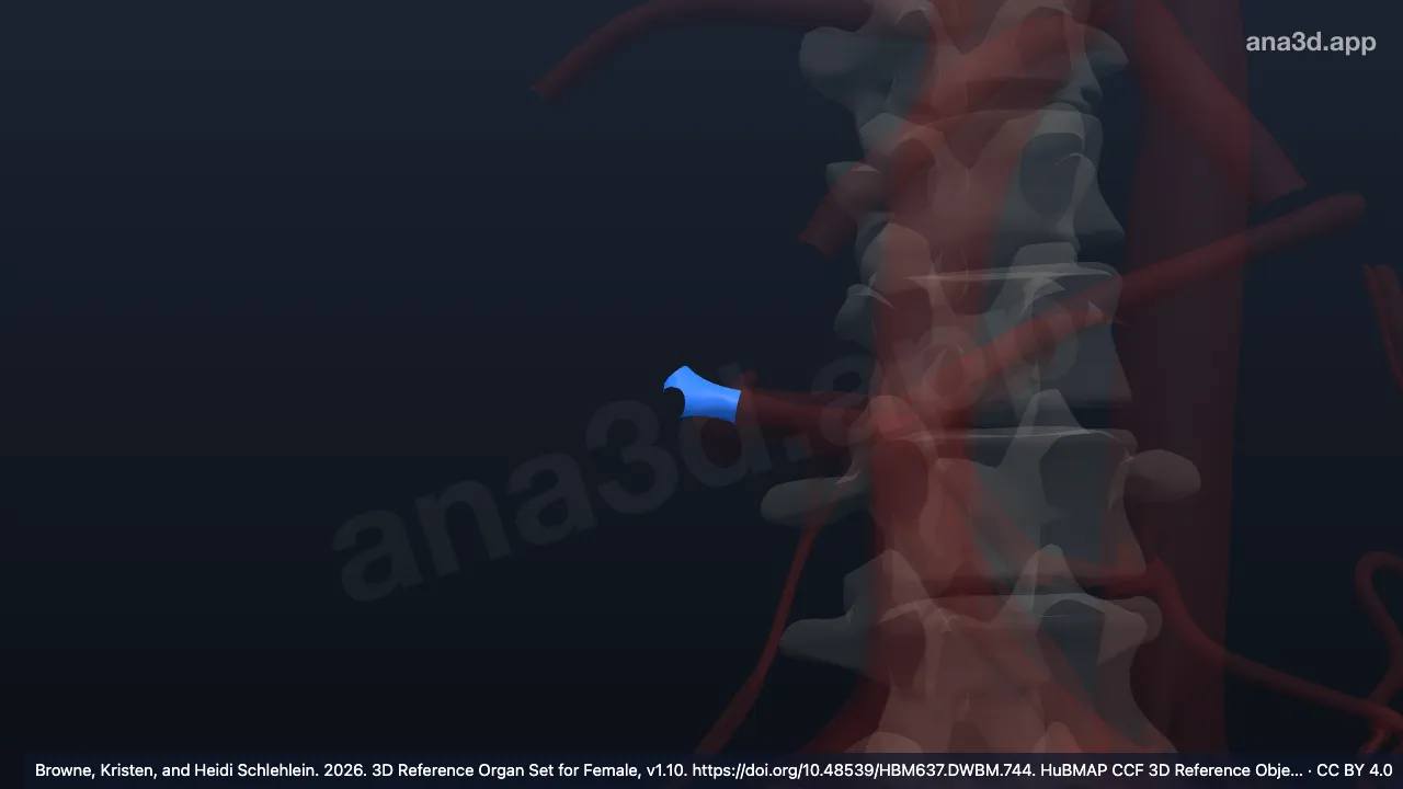 3D model: anterior segmental right hepatic artery
