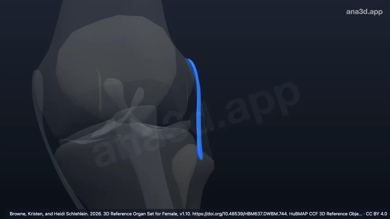 3D-Modell: Linkes anterolaterales Ligament