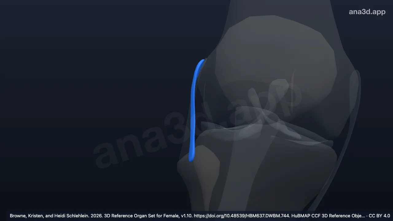 Model 3D: Ligamen anterolateral lutut kanan