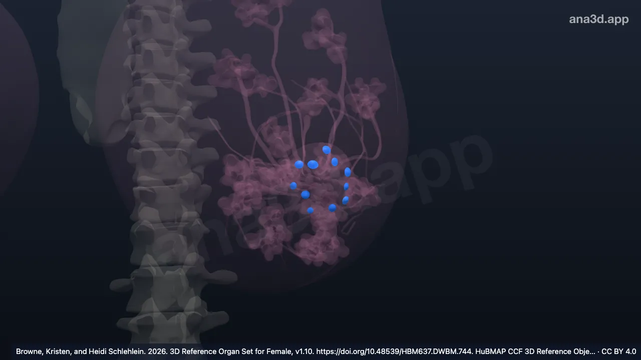 3D-Modell: Linkes Tuberculum areolae