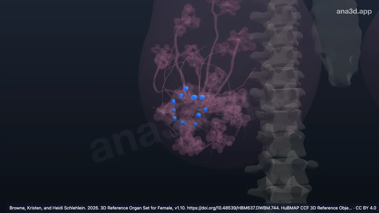 Modèle 3D : Tubercule aréolaire droit