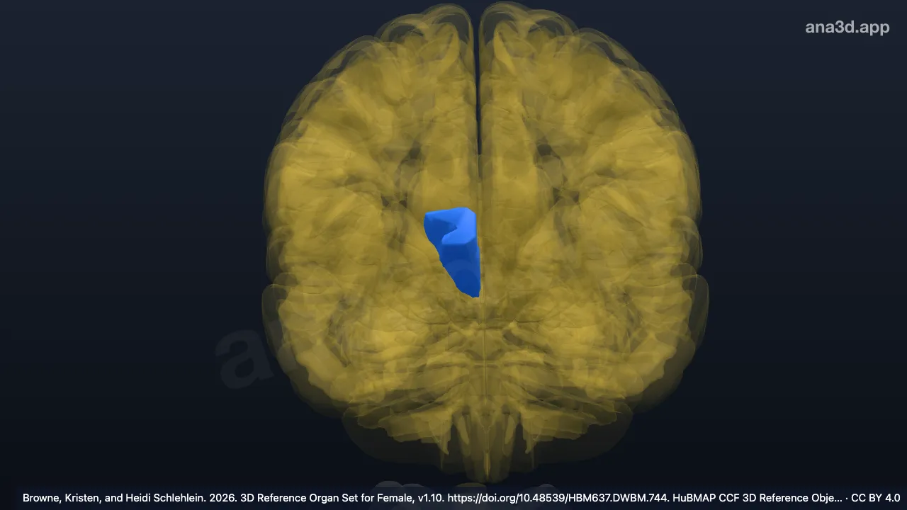 Model 3D: Atrium ventrikel lateralis kanan