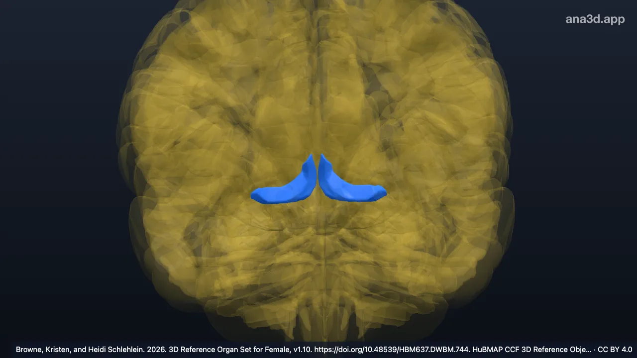 3D model: basal forebrain
