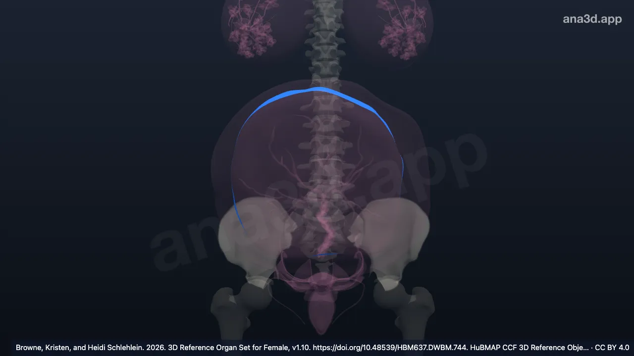 Modèle 3D : Plaque basale