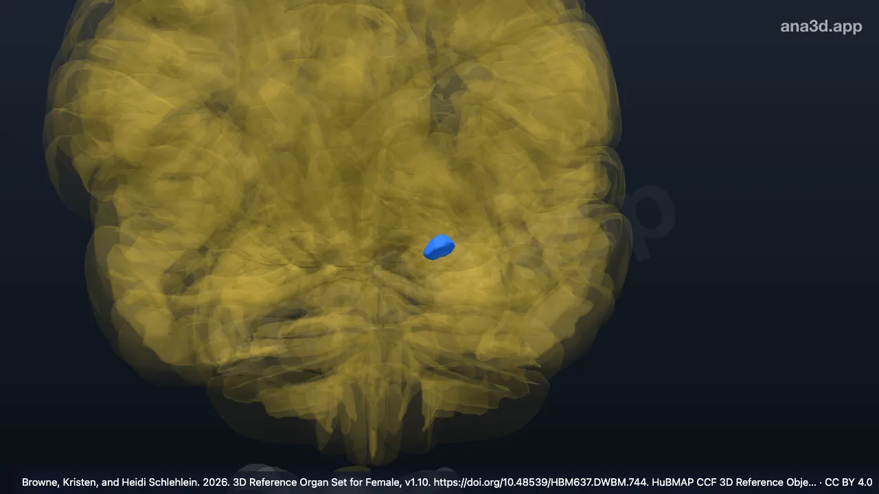 3D model: left basomedial nucleus accessory basal nucleus