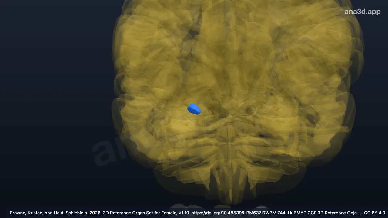 Modelo 3D: Núcleo basomedial direito núcleo basal acessório