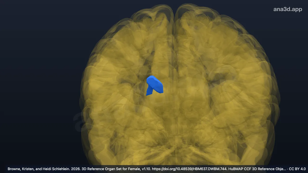 Modelo 3D: Corpo do núcleo caudado direito