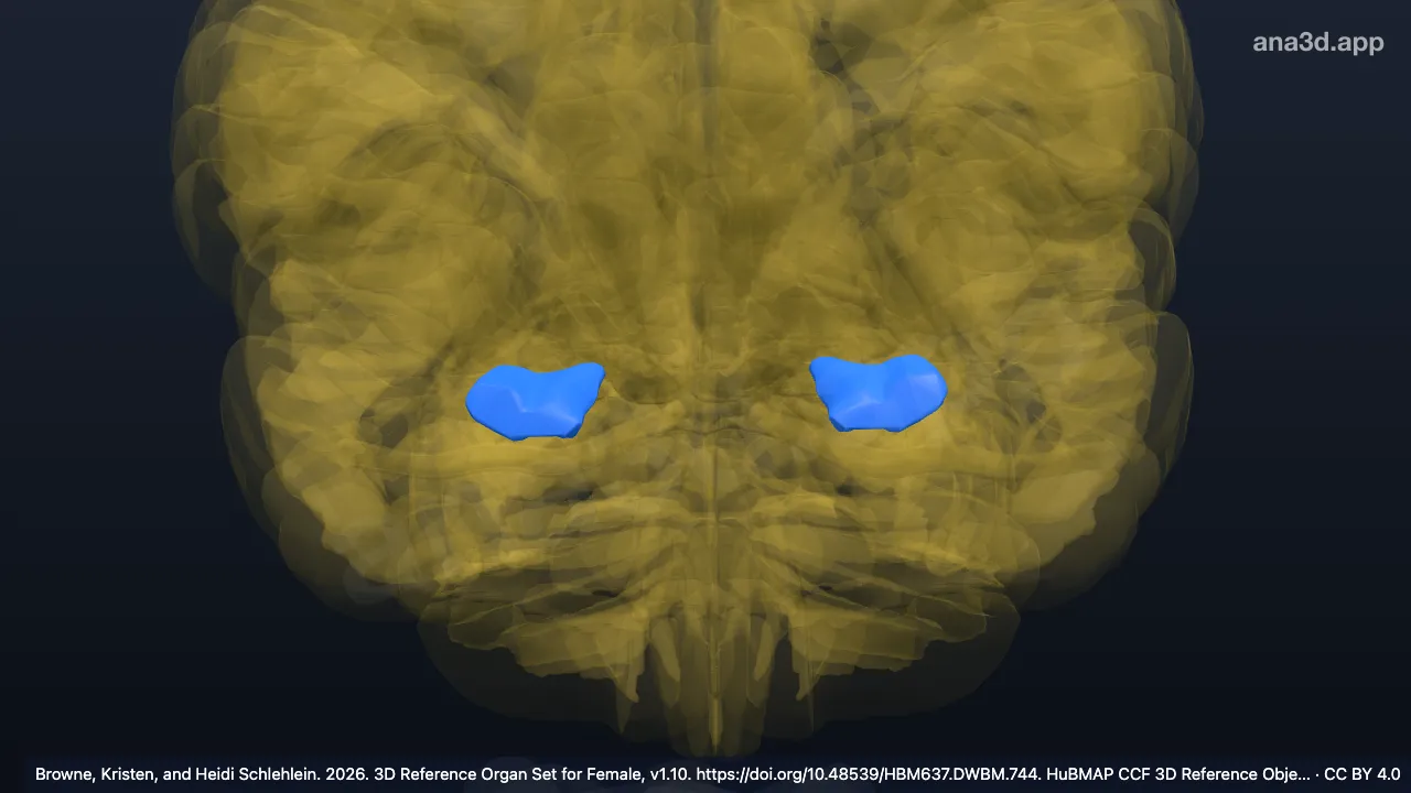 Modelo 3D: Corpo do hipocampo