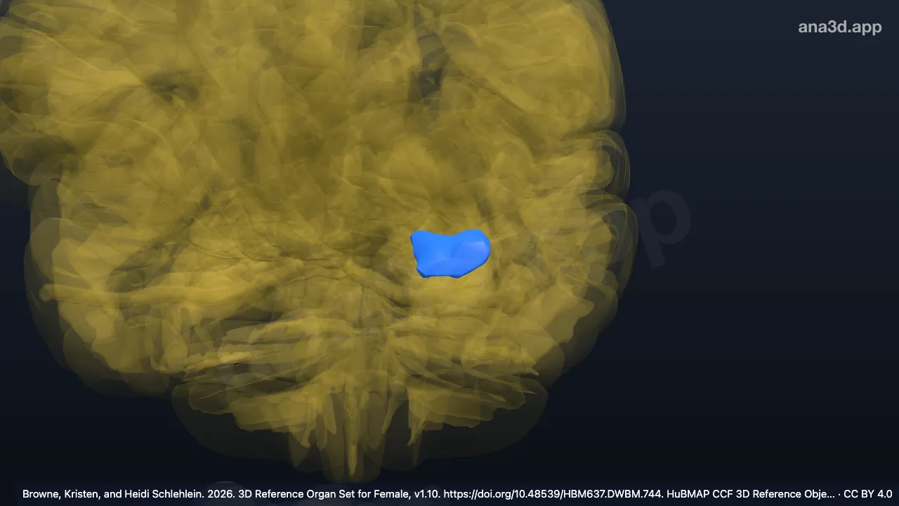 Modelo 3D: Corpo do hipocampo esquerdo
