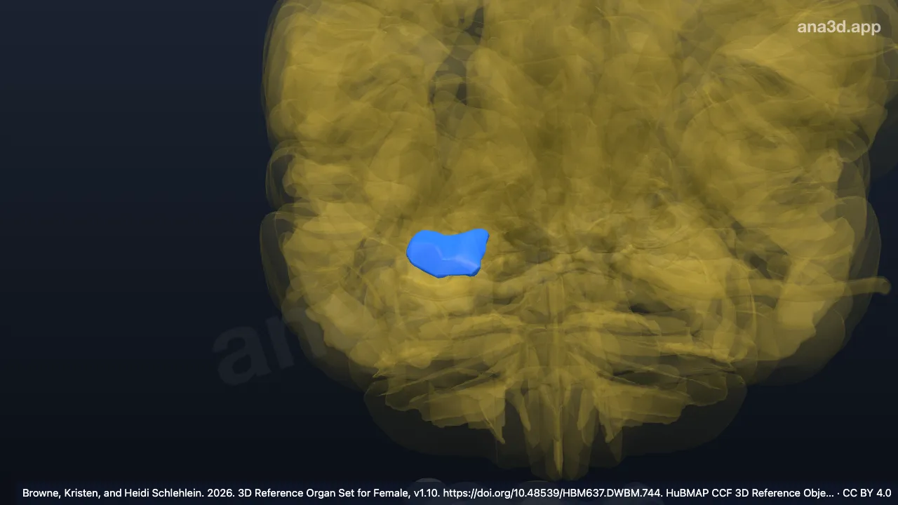 Modelo 3D: Corpo do hipocampo direito