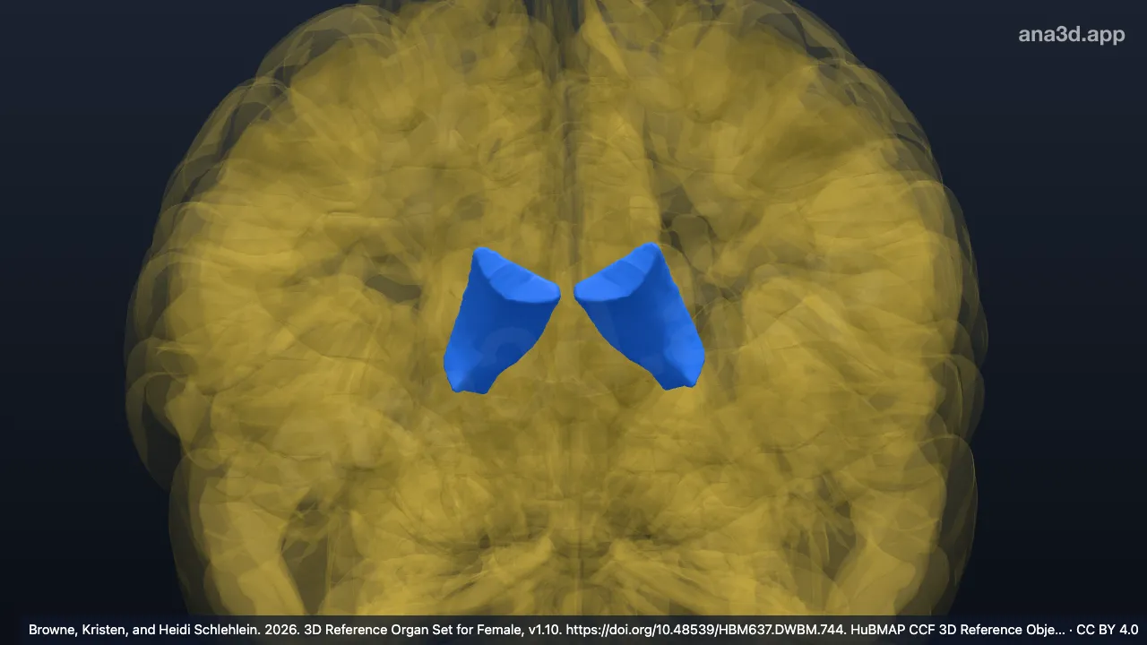 Modèle 3D : Corps du ventricule latéral