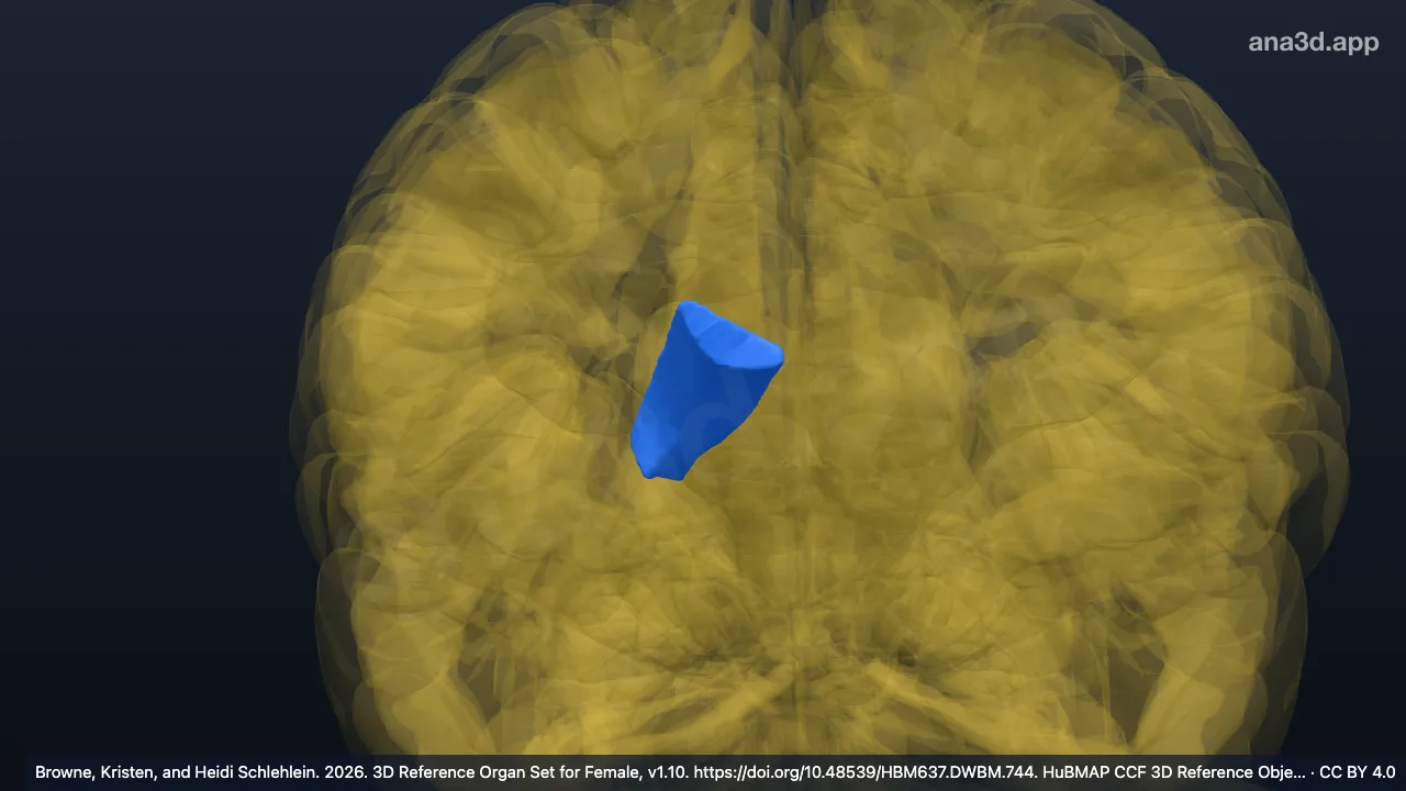 Modelo 3D: Corpo do ventrículo lateral direito
