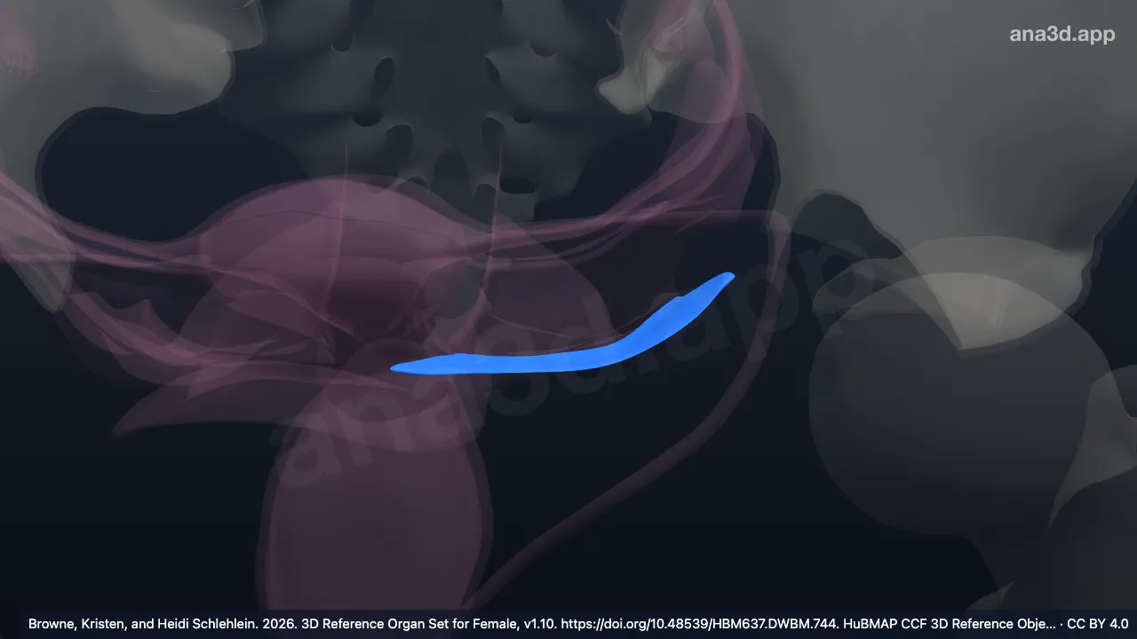 3D-Modell: Linkes Ligamentum cardinale