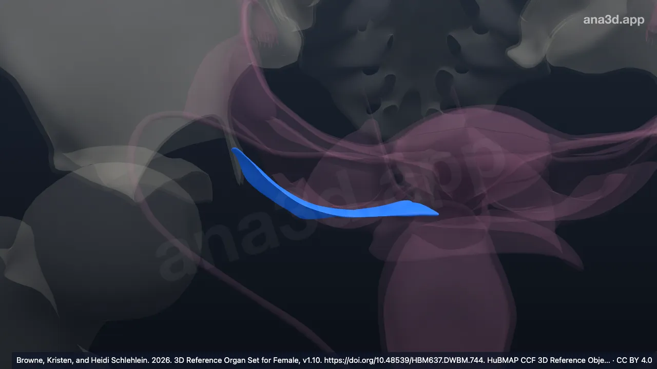 3D model: right cardinal ligament