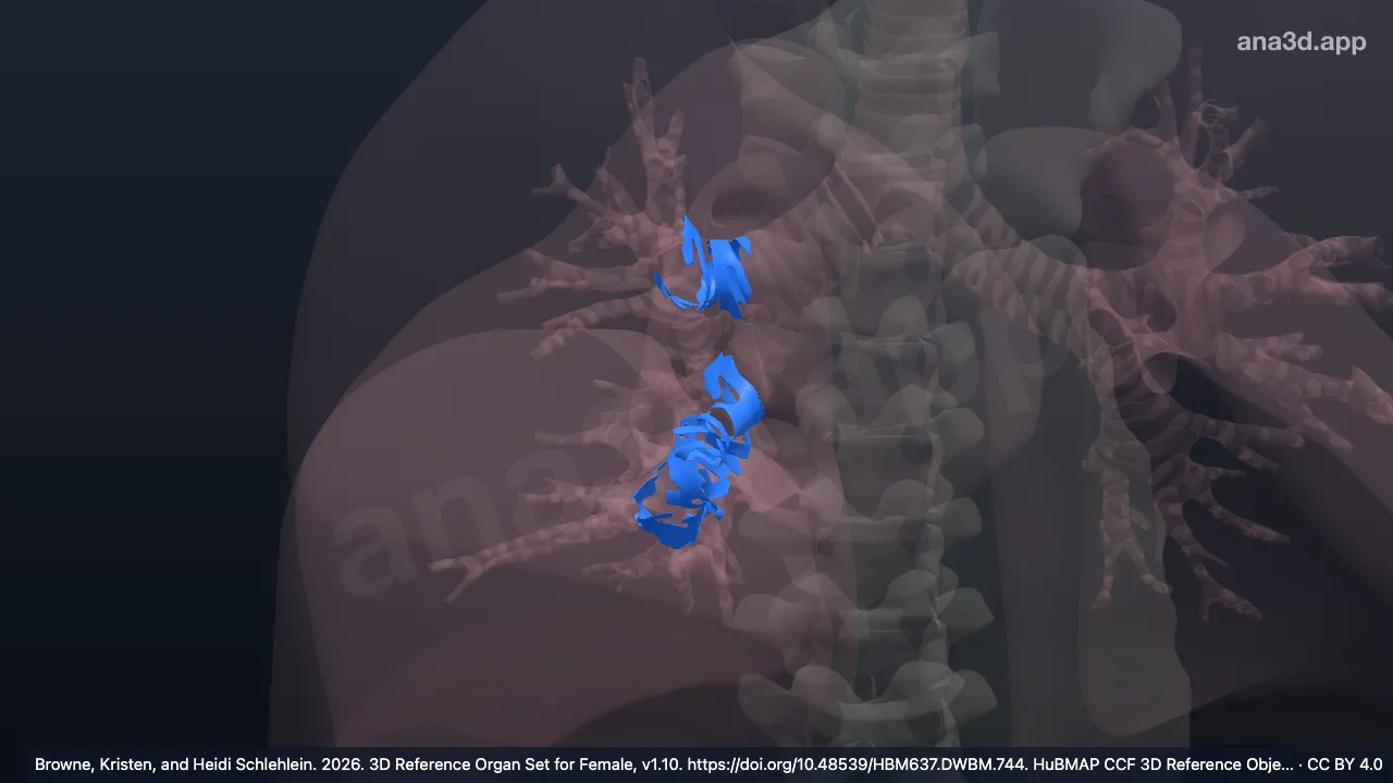 3D model: right cartilage of lobar bronchus