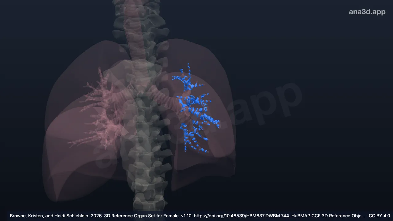 3D-Modell: Knorpel des linken Segmentbronchus
