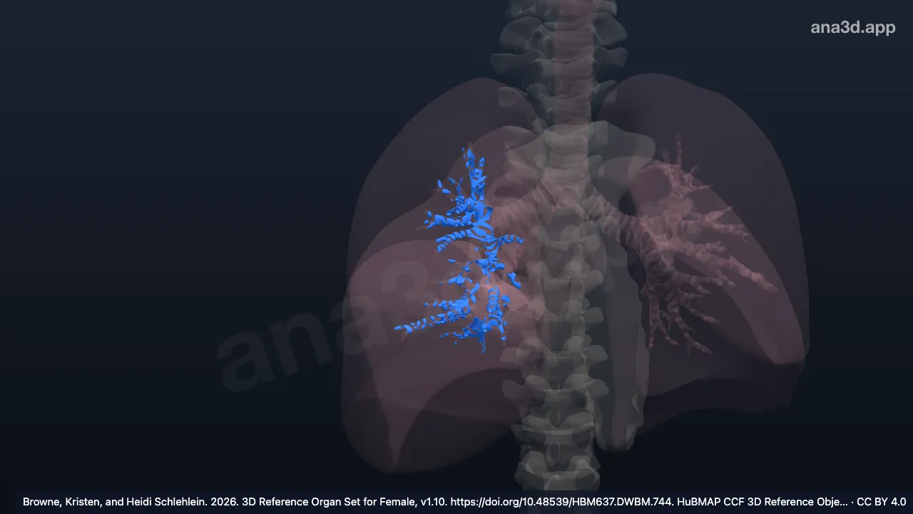 Modèle 3D : Cartilage de la bronche segmentaire droite