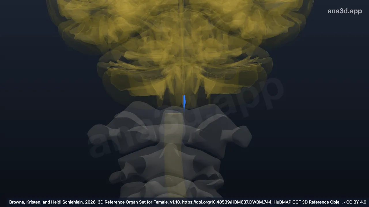 Modelo 3D: Conducto central izquierdo de la médula oblongada