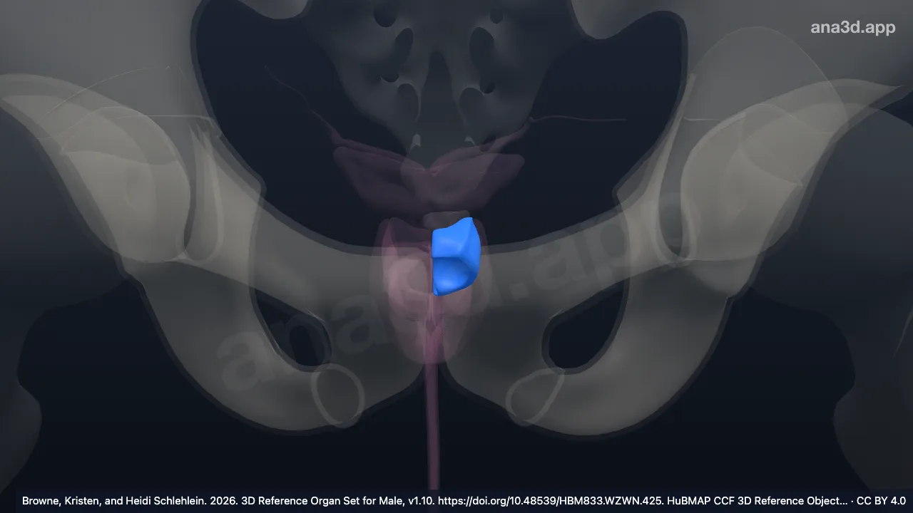 3D model: left central zone of prostate
