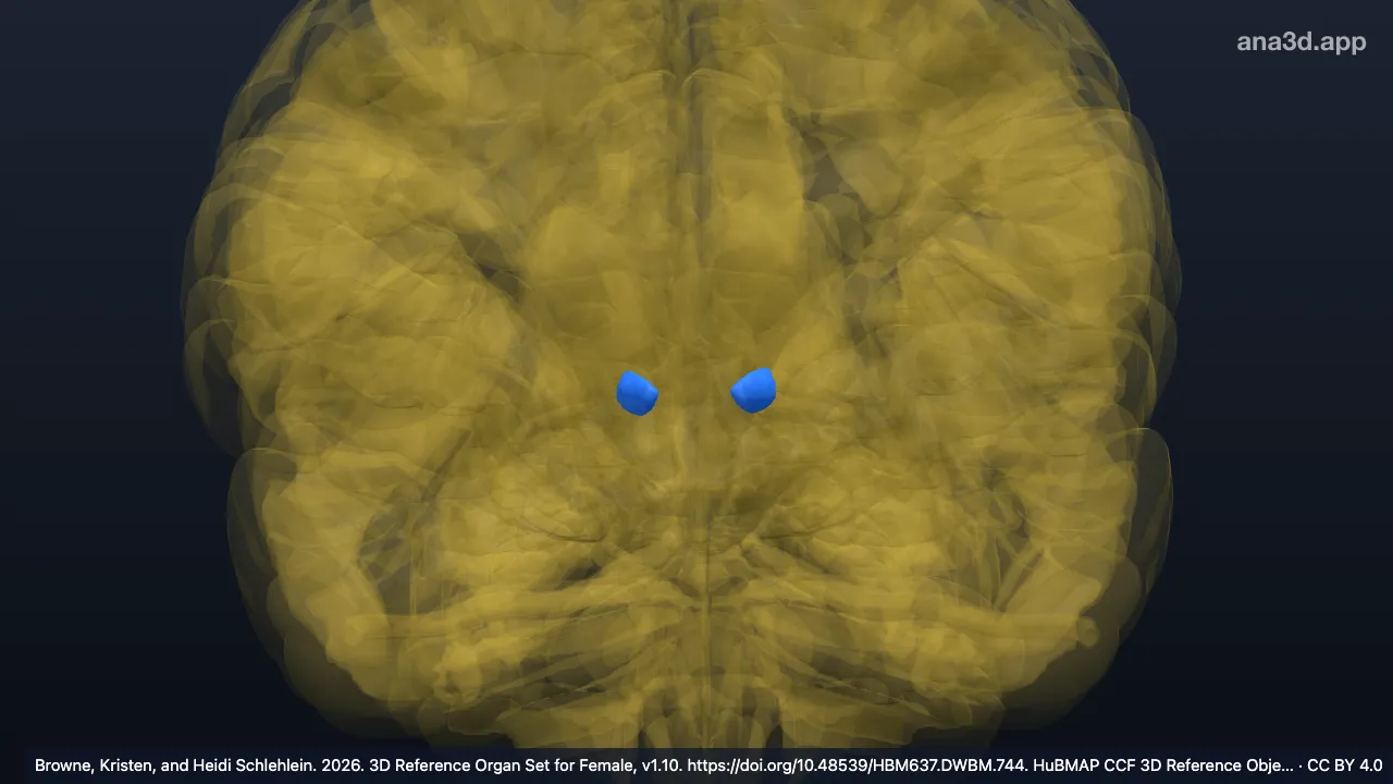 Modèle 3D : Noyau centromédian du thalamus