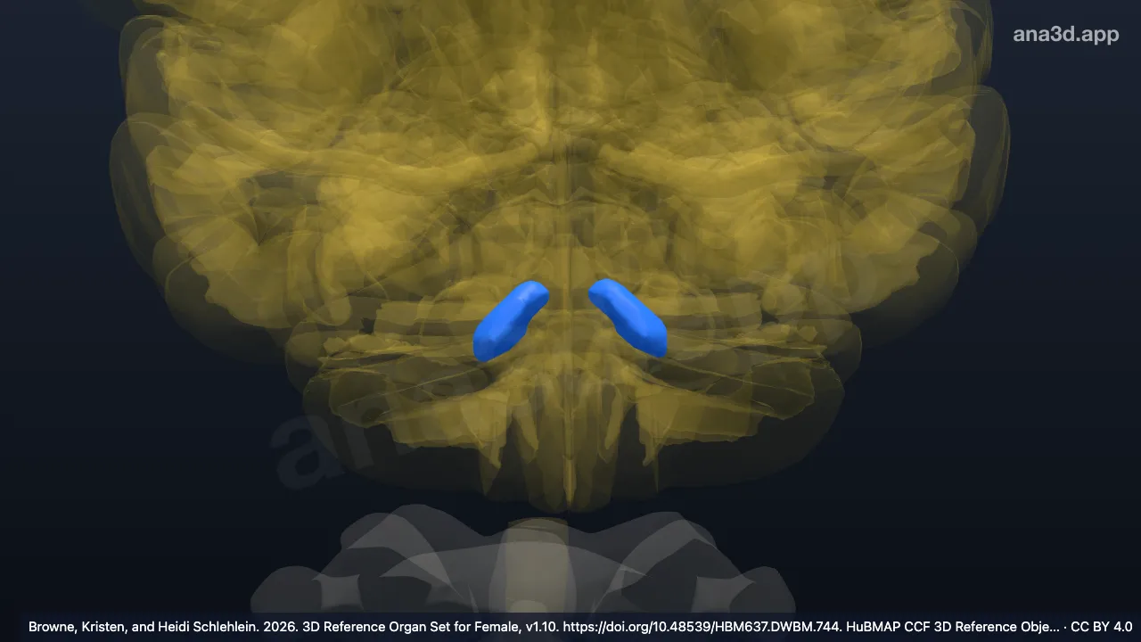 3D model: cerebellar deep nuclei