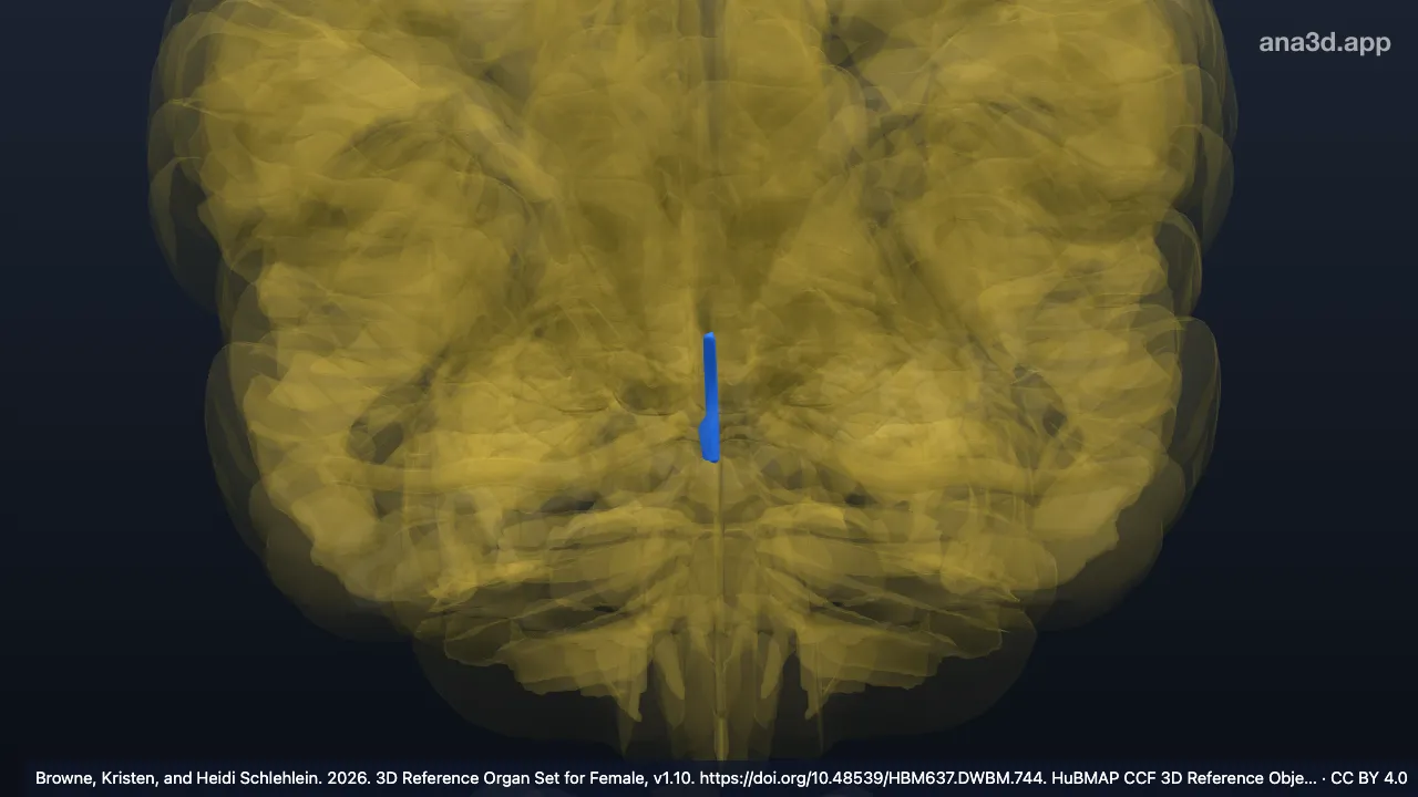 Modelo 3D: Acueducto del mesencéfalo derecho