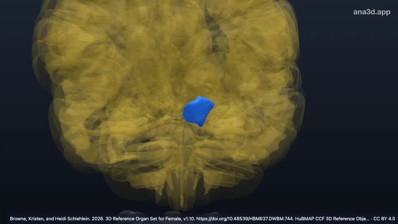 3D-Modell: Linker Pedunculus cerebri
