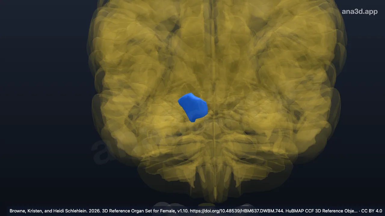 3D model: right cerebral peduncle