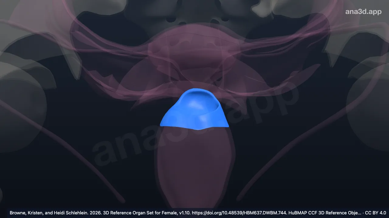 Modèle 3D : Jonction cervicovaginale