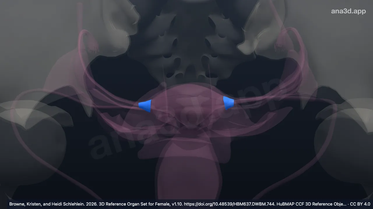 Modèle 3D : Cornes